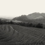 Kamen Vineyards