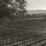 Bundschu Family Vineyards